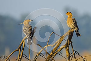Two Common Hoopoes Perching on Branches