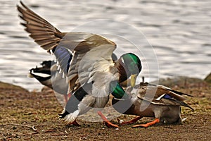 Two Common mallard duck male, fight in the spring about the female