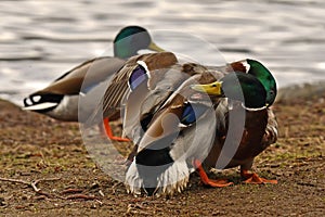 Two Common mallard duck male, fight in the spring about the female