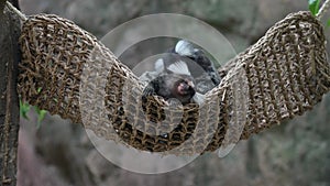 Two Common Marmoset grooming on hammock.My Movie