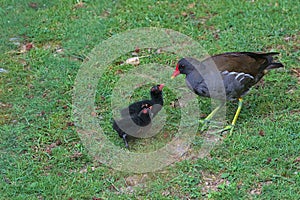 Two common moorhen chicks beg for food from the parent bird.