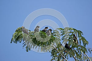 Común sagrado pájaro sobre el el gran un árbol 