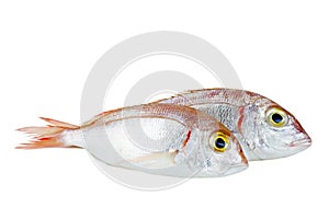 Two common pandora fishes pagellus erythrinus isolated on white