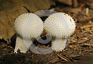 Two Common Puffballs
