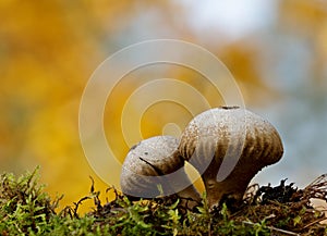 Two common puffballs in forest