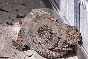 Two common Quail, Coturnix coturnix, birds in the nature habitat. Quail sitting in the sand