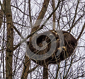 Two common raccoons sleeping intimately together high up in a tree, tropical animal from America