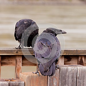 Two Common Ravens Corvus corax interacting
