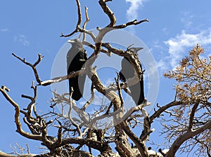 Two Common Ravens (Corvus corax) perched on a dry tree