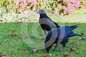 Two Common Ravens (Corvus corax)