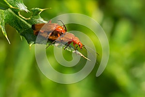 Common Red Soldier Beetle - Rhagonycha fulva