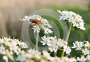 Two Common red soldier beetles mating on the white flowers of Hogweed