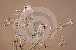 Two Common Redpolls Acanthis flammea sitting on a twig.