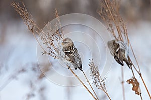 Two common redpolls perching on dry orach stems with white background