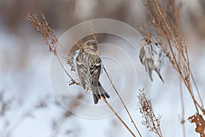 Two common redpolls perching on dry orach with white background