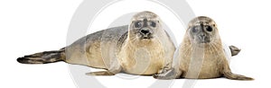 Two Common seals lying and looking