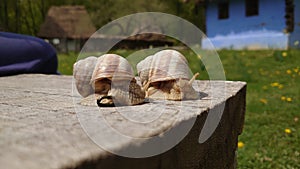 Two common snails on a wooden board