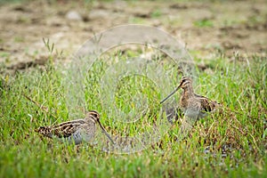 Two Common snipes walking near a pond and looking for food