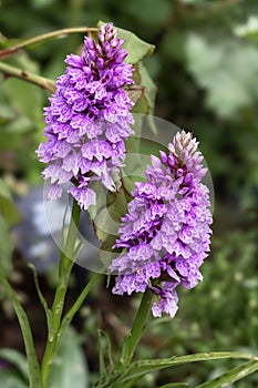 Two common spotted orchid flowers in a garden
