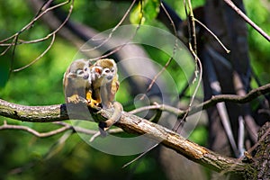 Two common squirrel monkeys sitting on a tree branch