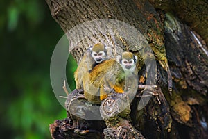 Two common squirrel monkeys sitting on a tree branch