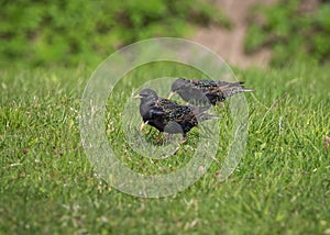 Two common starlings walking on the fresh green grass on sunny spring day
