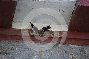 Two Common Swifts while Building a nest at red wood photo
