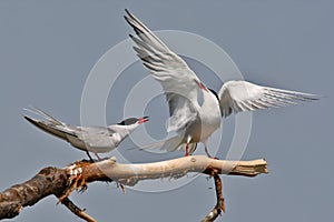 Two common terns sit on a branch