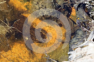 Two common toad on the bottom of the pond