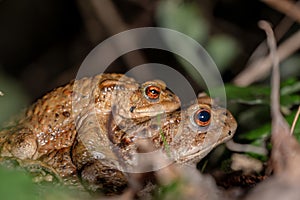 Two common toads in the forest outdoors at night. Bufo bufo in Switzerland