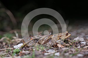 Two common toads in the forest outdoors at night. Bufo bufo in Switzerland
