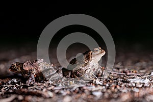 Two common toads in the forest outdoors at night. Bufo bufo in Switzerland