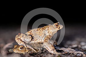 Two common toads in the forest outdoors at night. Bufo bufo in Switzerland