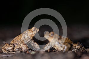 Two common toads in the forest outdoors at night. Bufo bufo in Switzerland