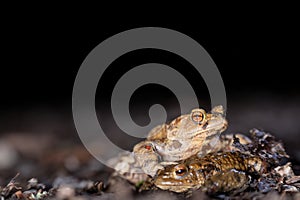 Two common toads in the forest outdoors at night. Bufo bufo in Switzerland