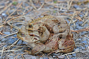 Two common toads