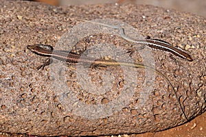 Two common wall lizards basking on stone