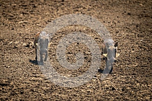 Two common warthog trot over bare earth