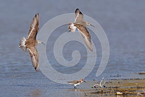 Two common whimbrels soaring above the tranquil blue water.