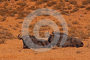 Two Common wildebeest Connochaetes, taurinus 5065