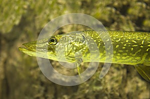 Two commonnorthern pike