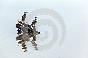Two Comorant Birds and Reflections on Water