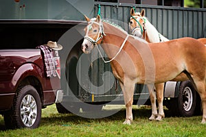 Two Competition Horses Beside a Horse Trailer