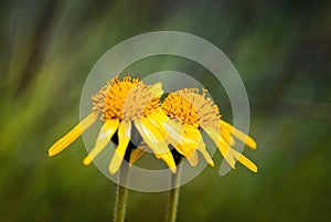 Two compositae flowers