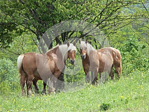 Two Comtois horses in a meadow in France