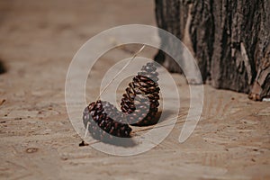 Two cones lie on wooden surface close-up