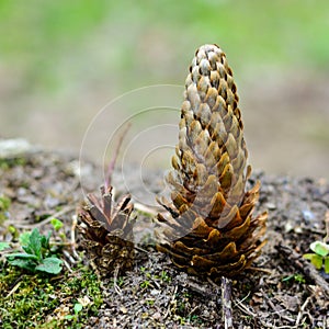 Two cones standing and competing