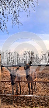 Two confused donkeys on the fence of the barn look at the owner