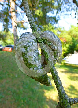 Two conifer cones on the branch of a tree.