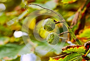 Two conkers on a branch